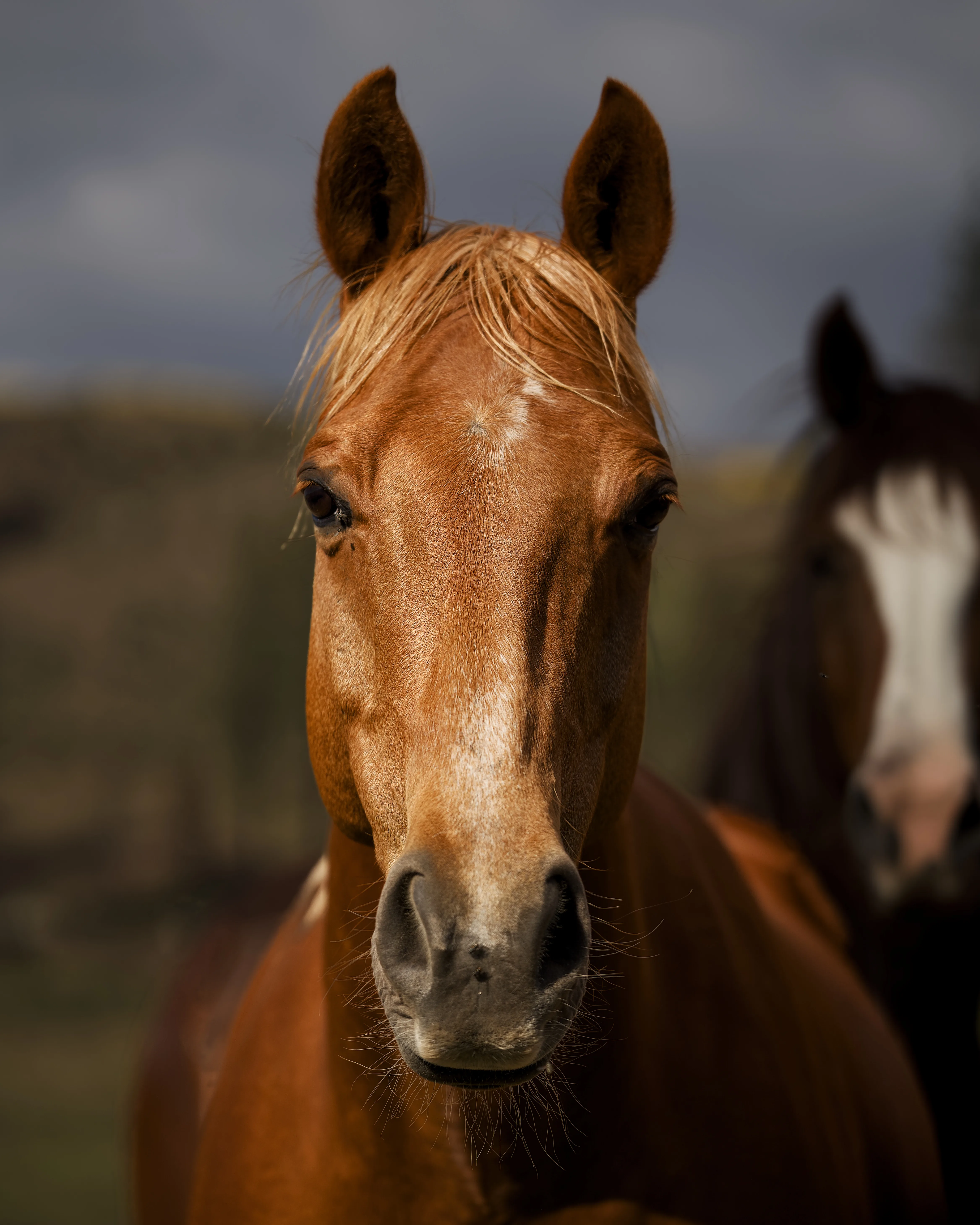 Close-up portrait of a chestnut horse looking directly at the camera against a dramatic stormy sky