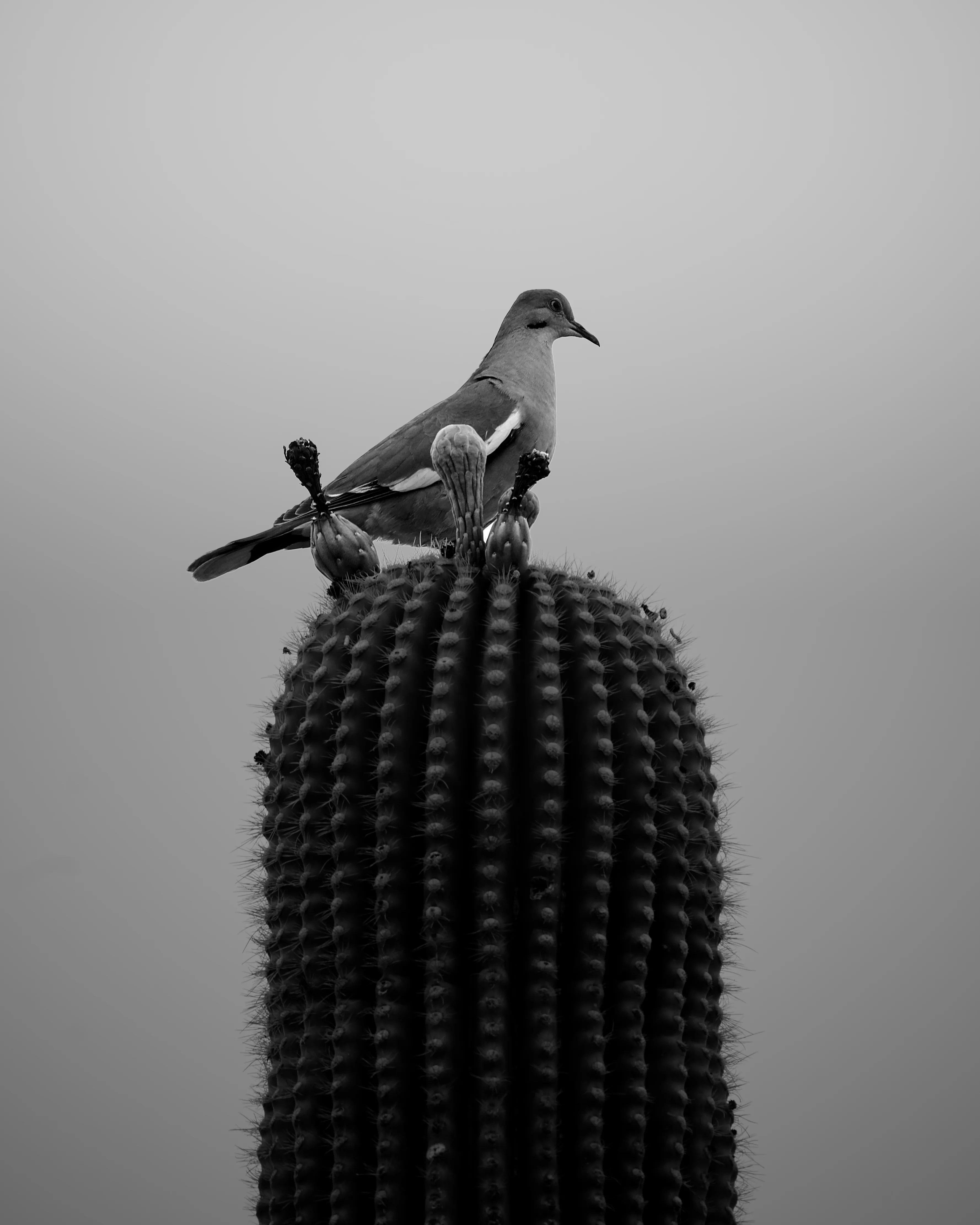Black and white photo of a white-winged dove perched atop a saguaro cactus against a flat grey sky