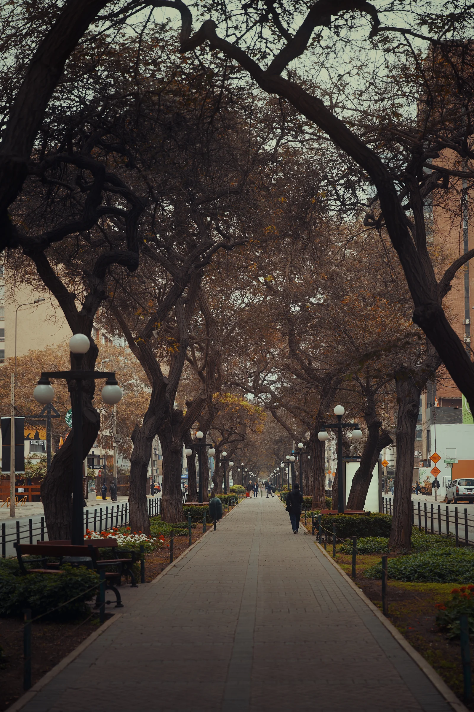Tree-lined pedestrian promenade with autumn trees forming a canopy over a lone figure walking in the distance