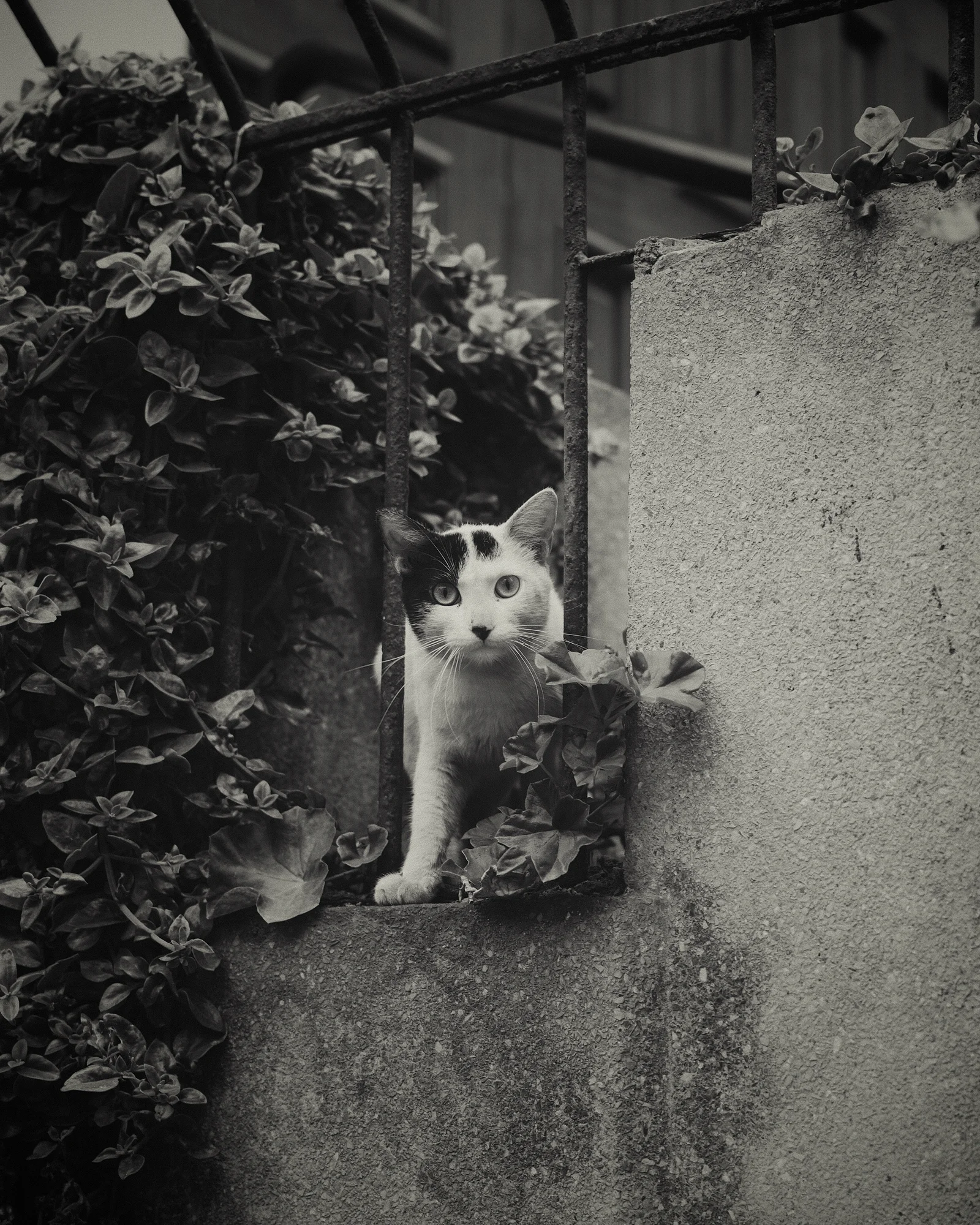 Black and white cat peering alert through an iron gate, surrounded by ivy and leaves