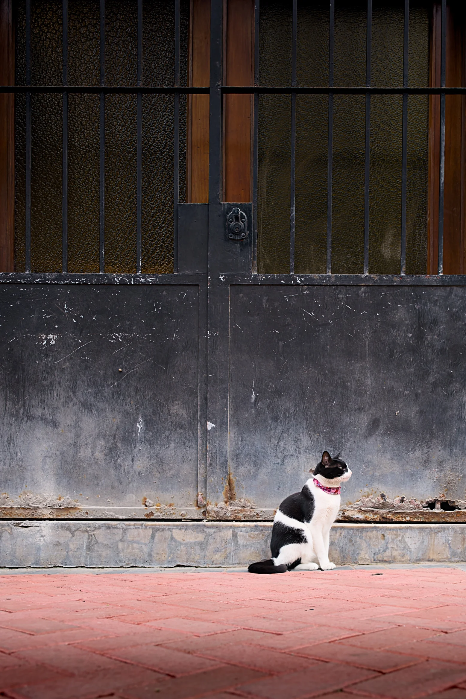 Black and white cat with a pink collar sitting on red brick pavement in front of a weathered iron gate