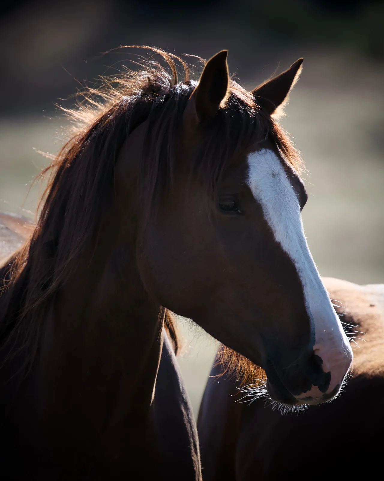 Close-up portrait of a chestnut horse with a white blaze, mane backlit by golden sunlight against a dark background
