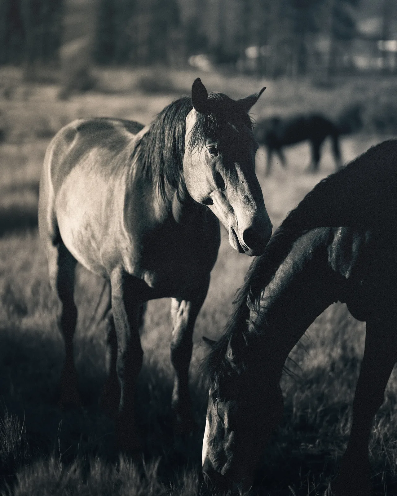 Two horses in a moody black and white scene, one standing looking toward camera and one grazing in a mountain meadow
