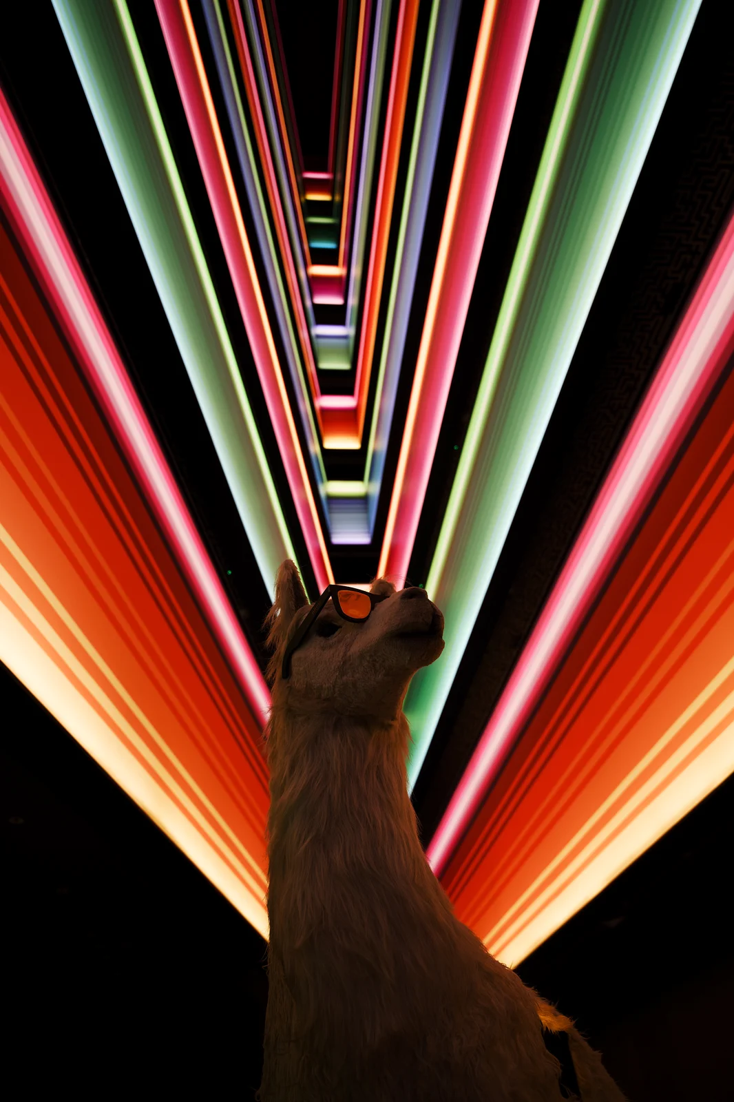 A llama wearing sunglasses gazing up at a tunnel of vibrant rainbow neon lights