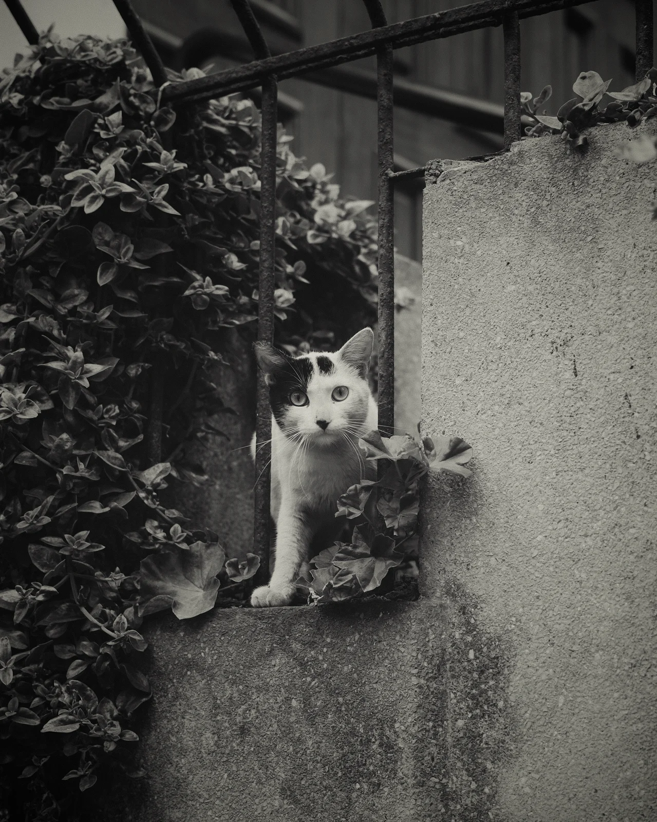 Black and white cat peering through iron gate bars surrounded by ivy, black and white
