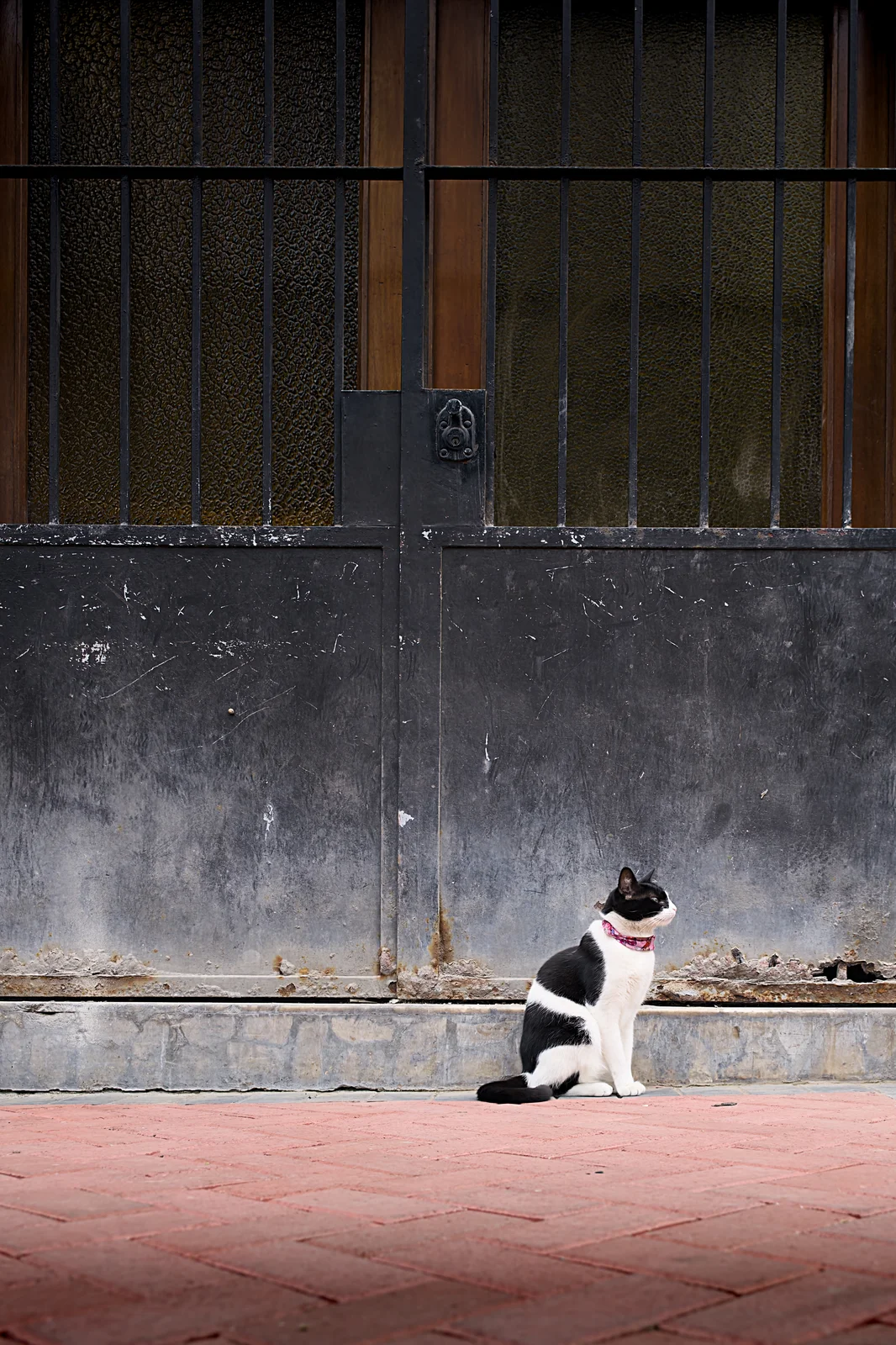 Black and white cat with a pink collar sitting on red brick pavement in front of a metal gate