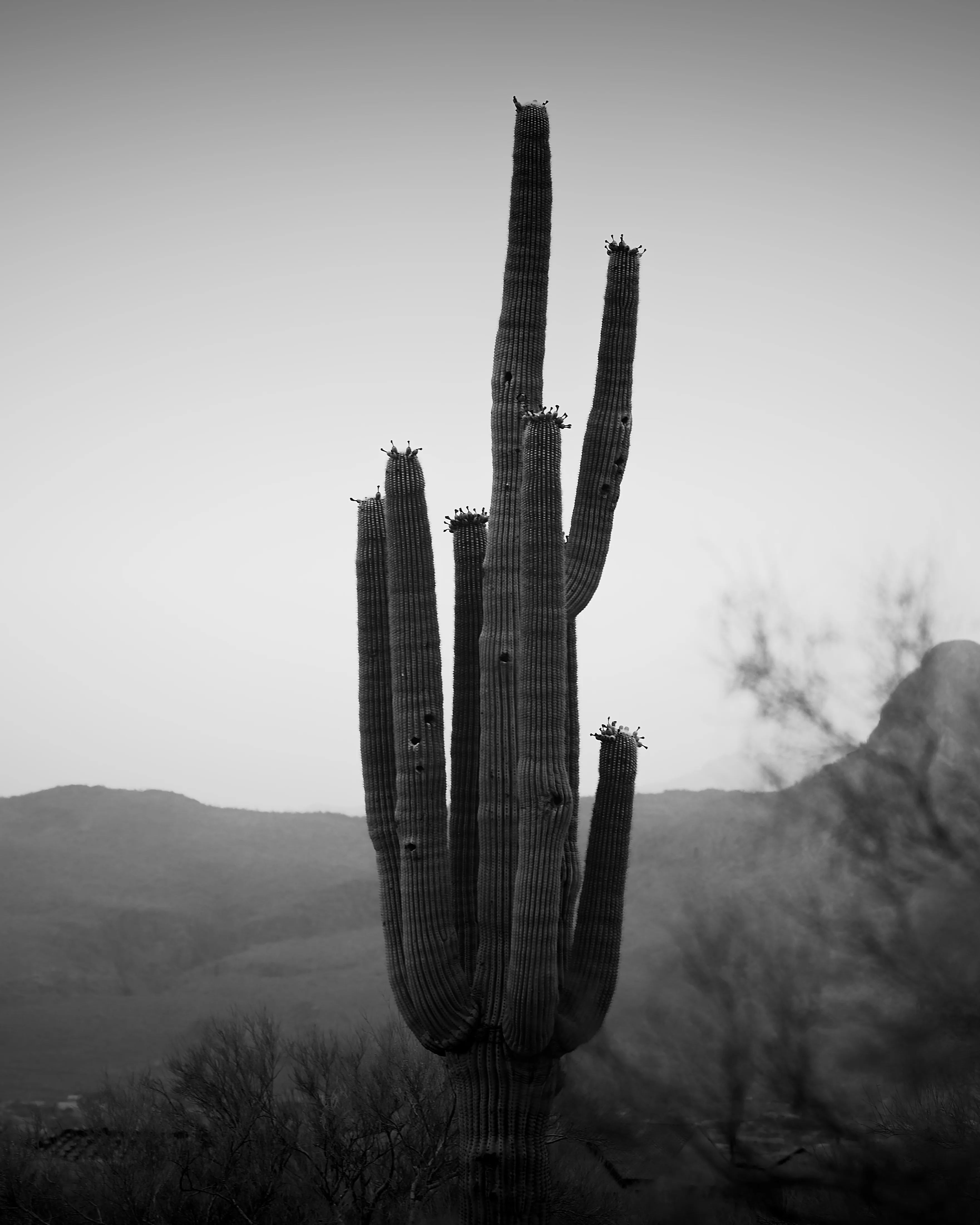 Black and white photo of a tall multi-armed saguaro cactus rising above desert scrub with mountain ridgelines behind