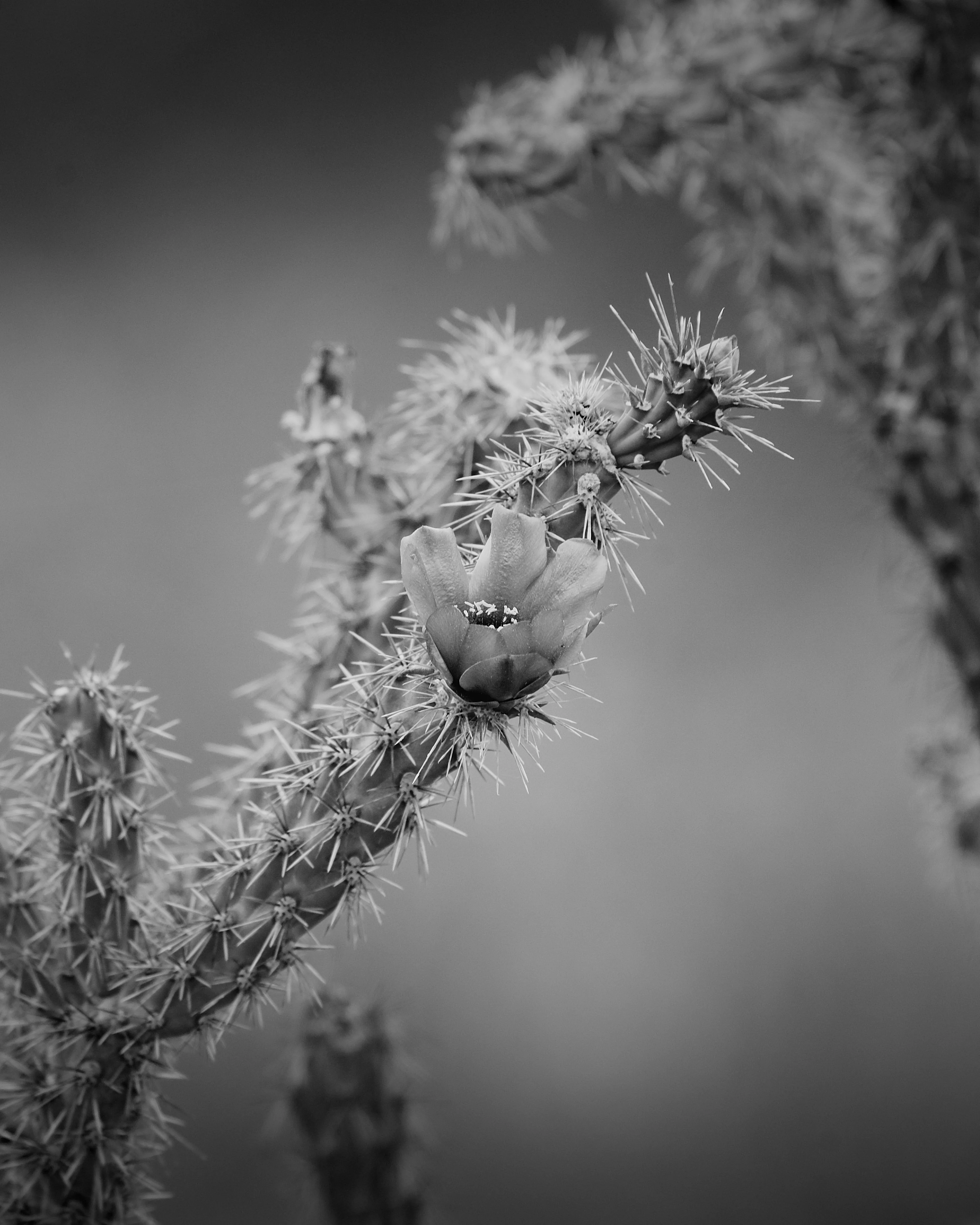 Black and white close-up of a blooming cholla cactus flower amid dense spines against a soft blurred background