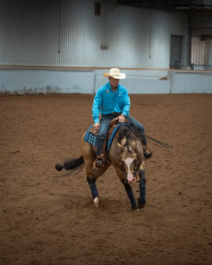 Cowboy in a turquoise shirt aboard a paint horse executing a low head spin in an indoor arena