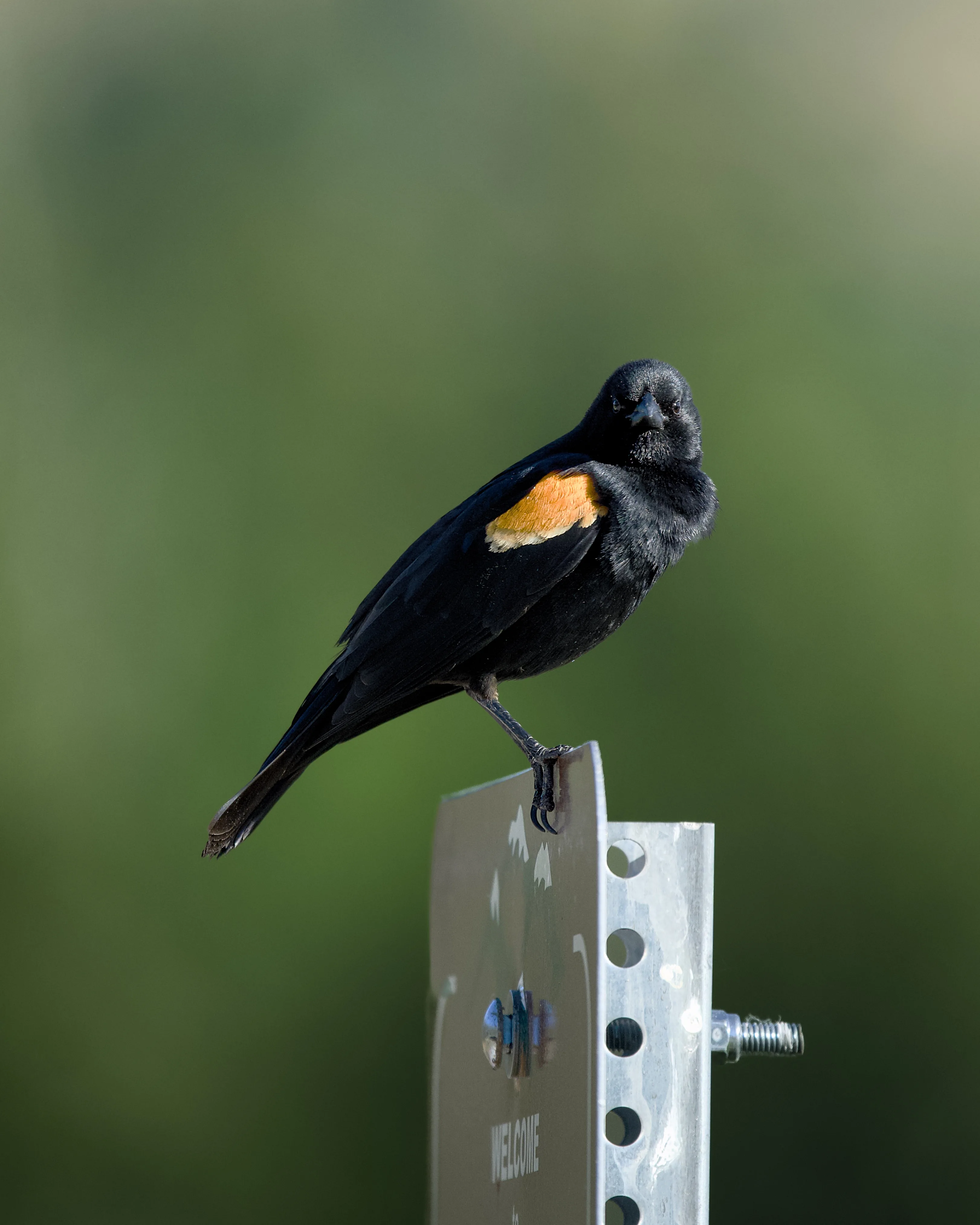 Male red-winged blackbird with an orange-yellow epaulet perched on a metal sign post against a soft green bokeh background