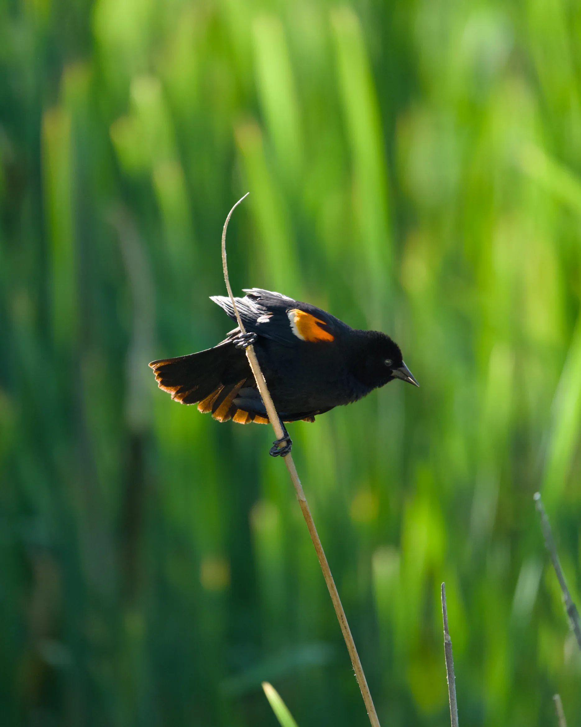 Male red-winged blackbird with wings spread wide, clinging to a reed stem in bright green marsh vegetation