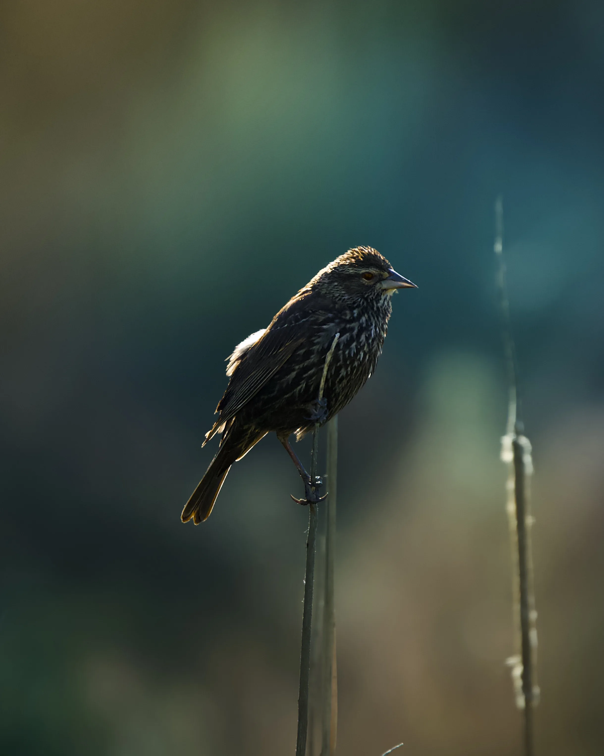 Female red-winged blackbird perched on a reed stem against a soft teal and olive bokeh background