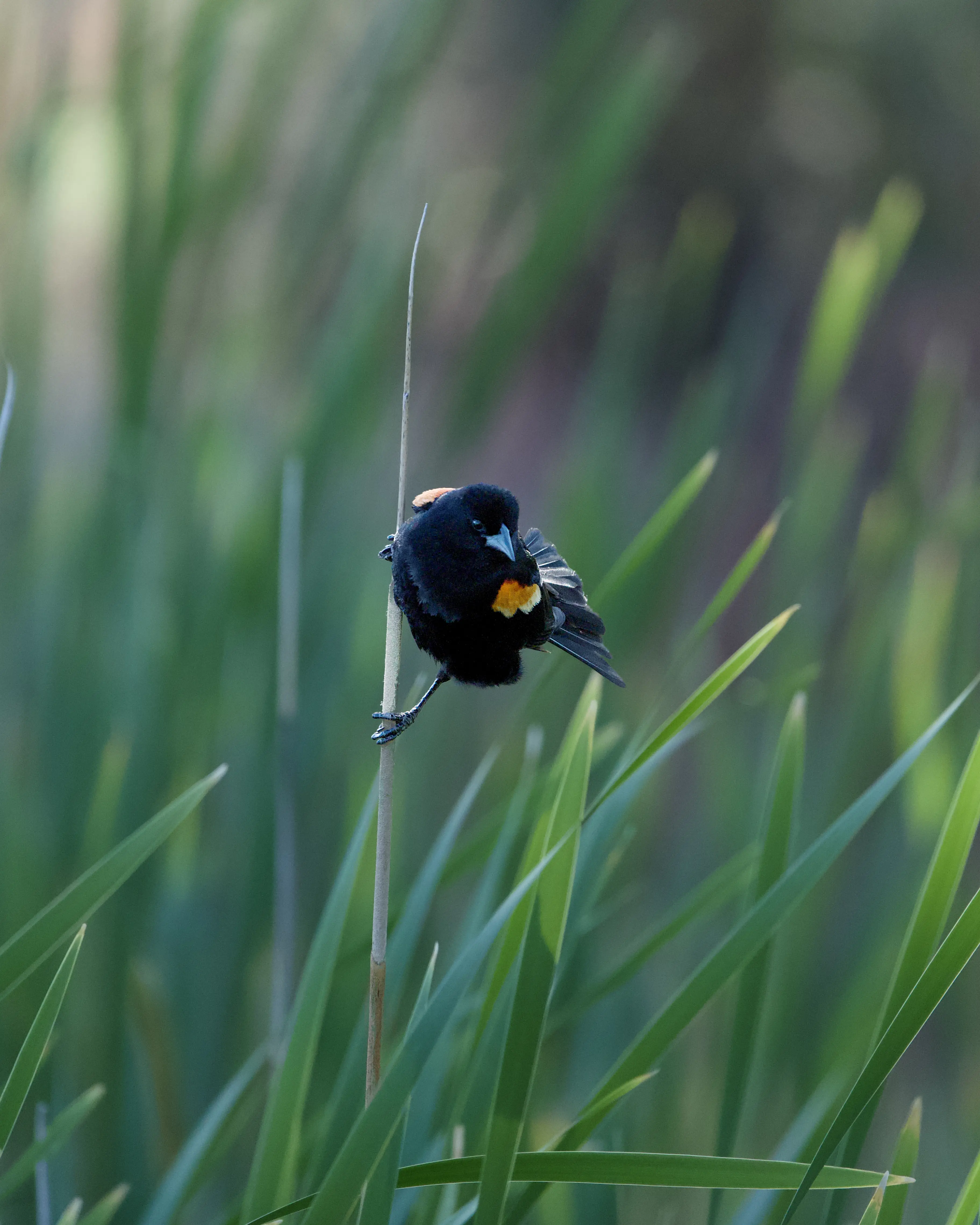 Male red-winged blackbird clinging face-forward to a reed surrounded by green marsh grass