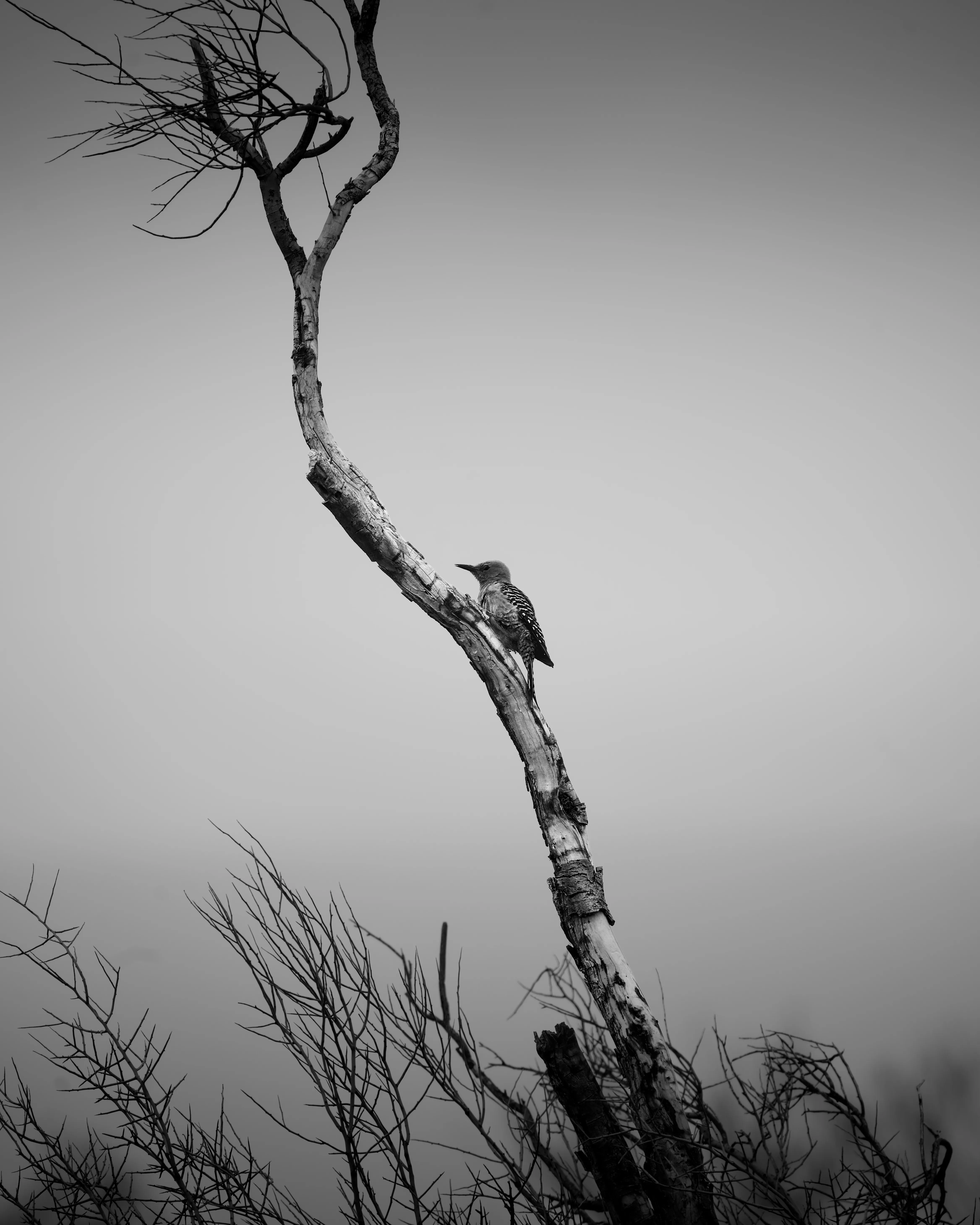 Black and white photo of a woodpecker clinging to a bare twisted tree branch against a grey overcast sky