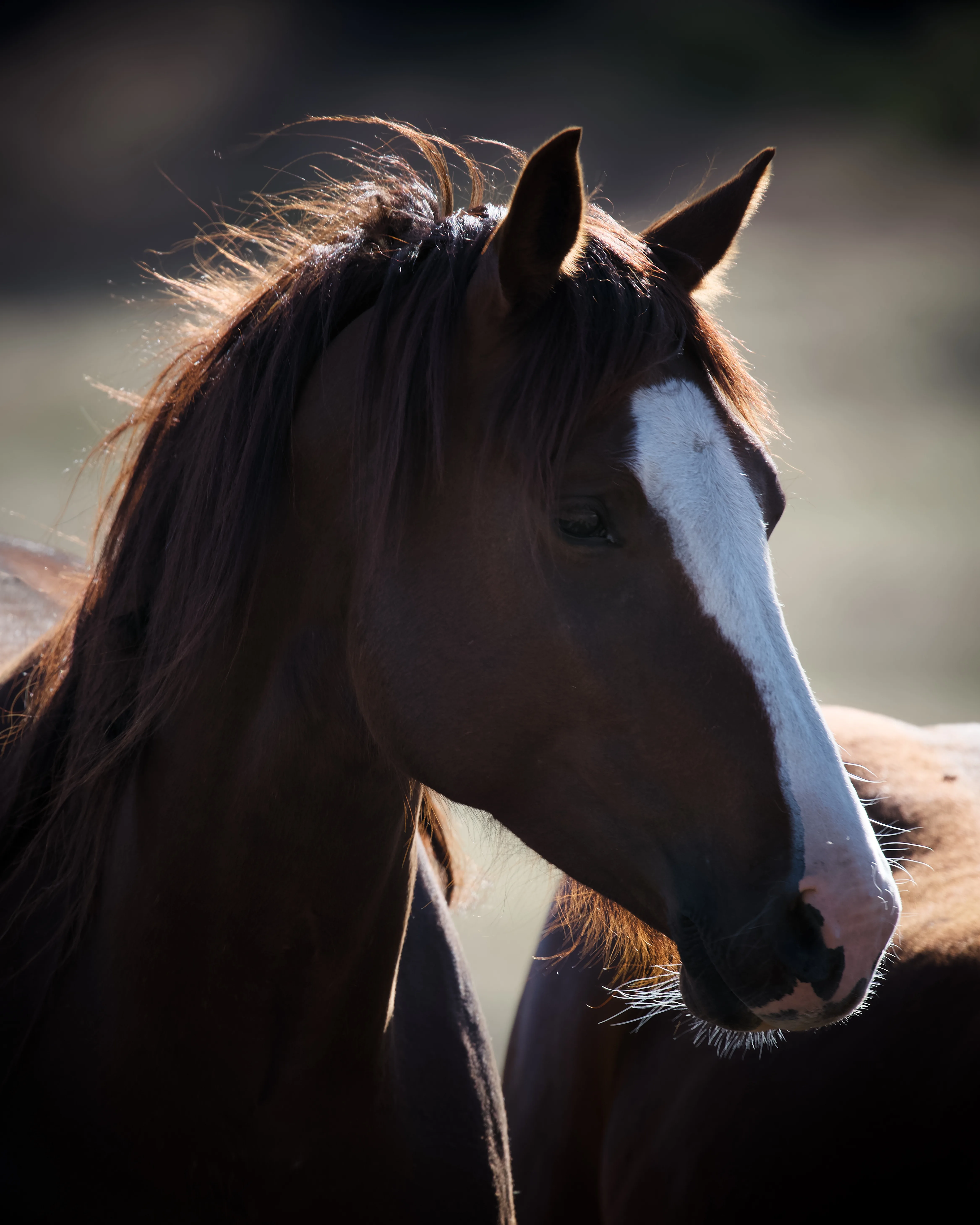 Close-up portrait of a chestnut horse with a white blaze, mane backlit by golden sunlight against a dark background