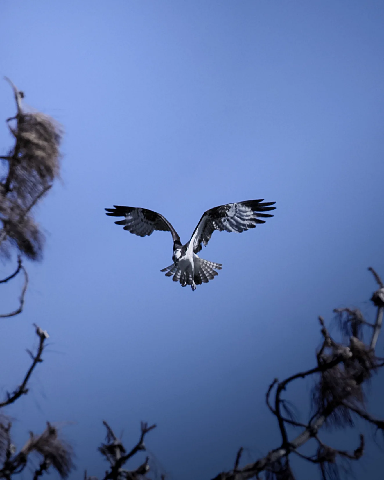 Osprey hovering in flight with wings fully spread against a clear blue sky, framed by bare tree branches
