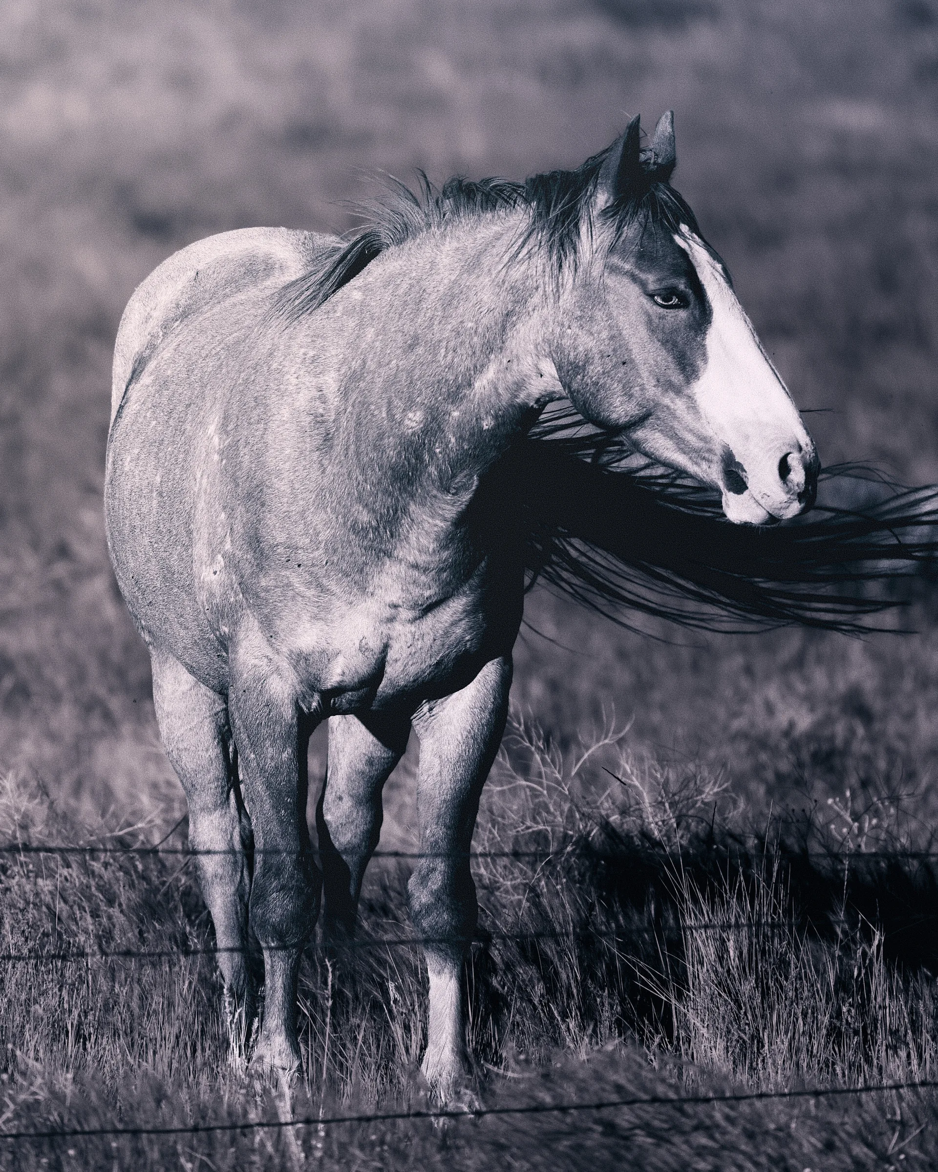Grey horse with a flowing mane and white blaze standing by a barbed wire fence, black and white