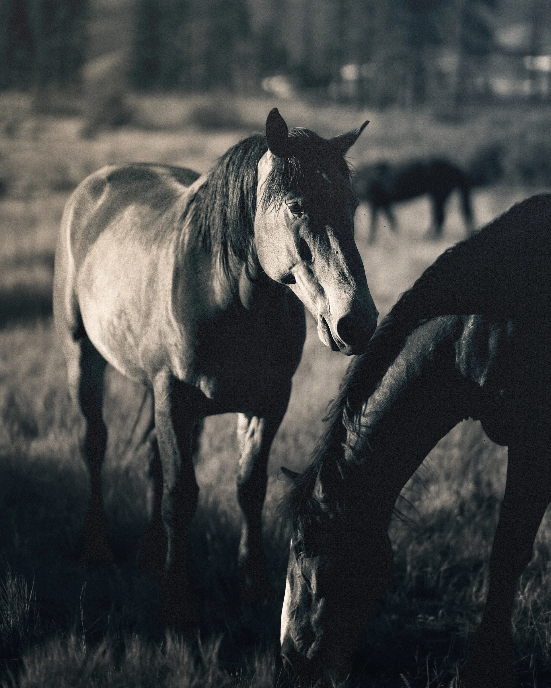 Two horses in a moody black and white scene, one standing looking toward camera and one grazing in a mountain meadow