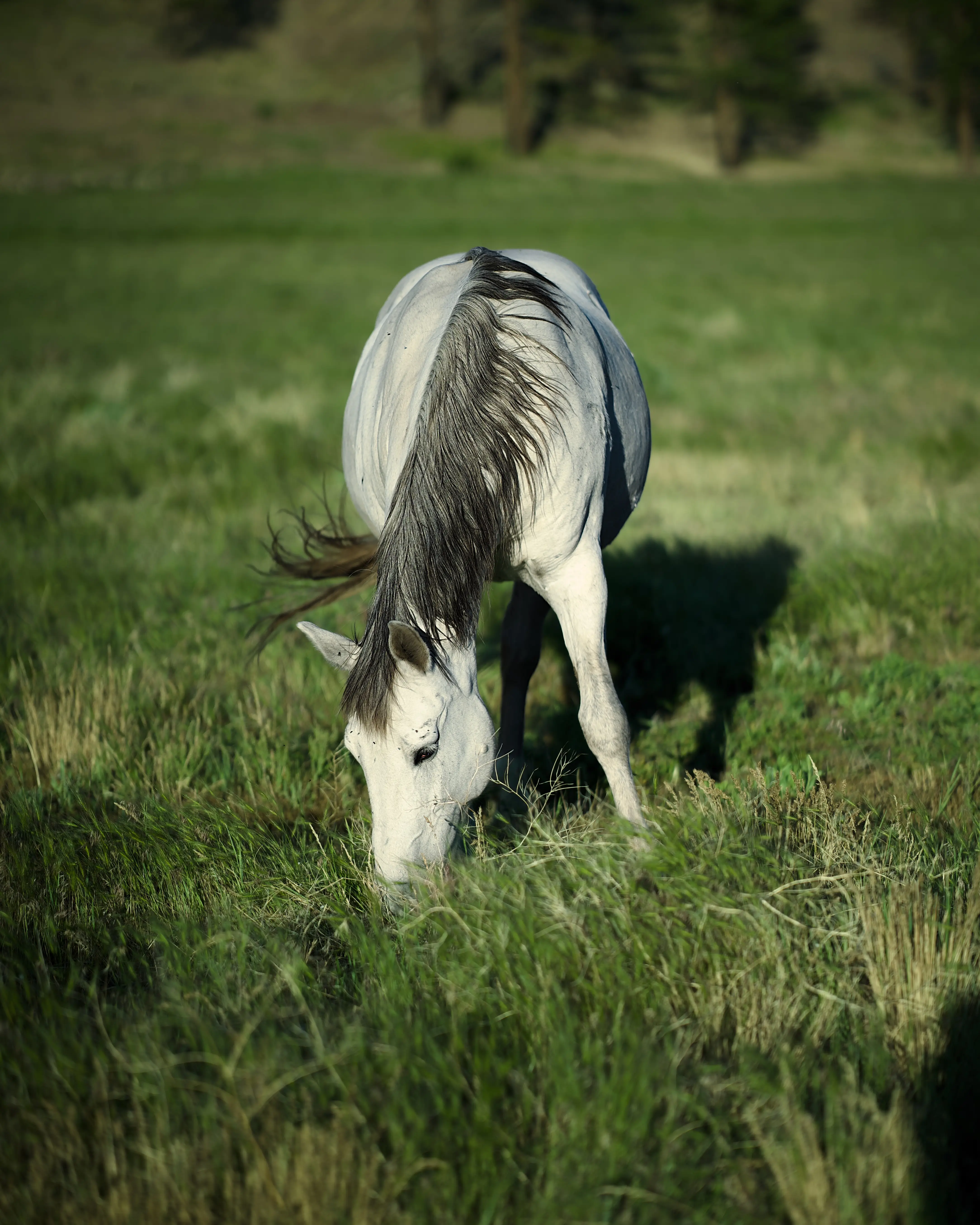 Grey horse grazing head-down in a sunlit green meadow with pine trees in the background