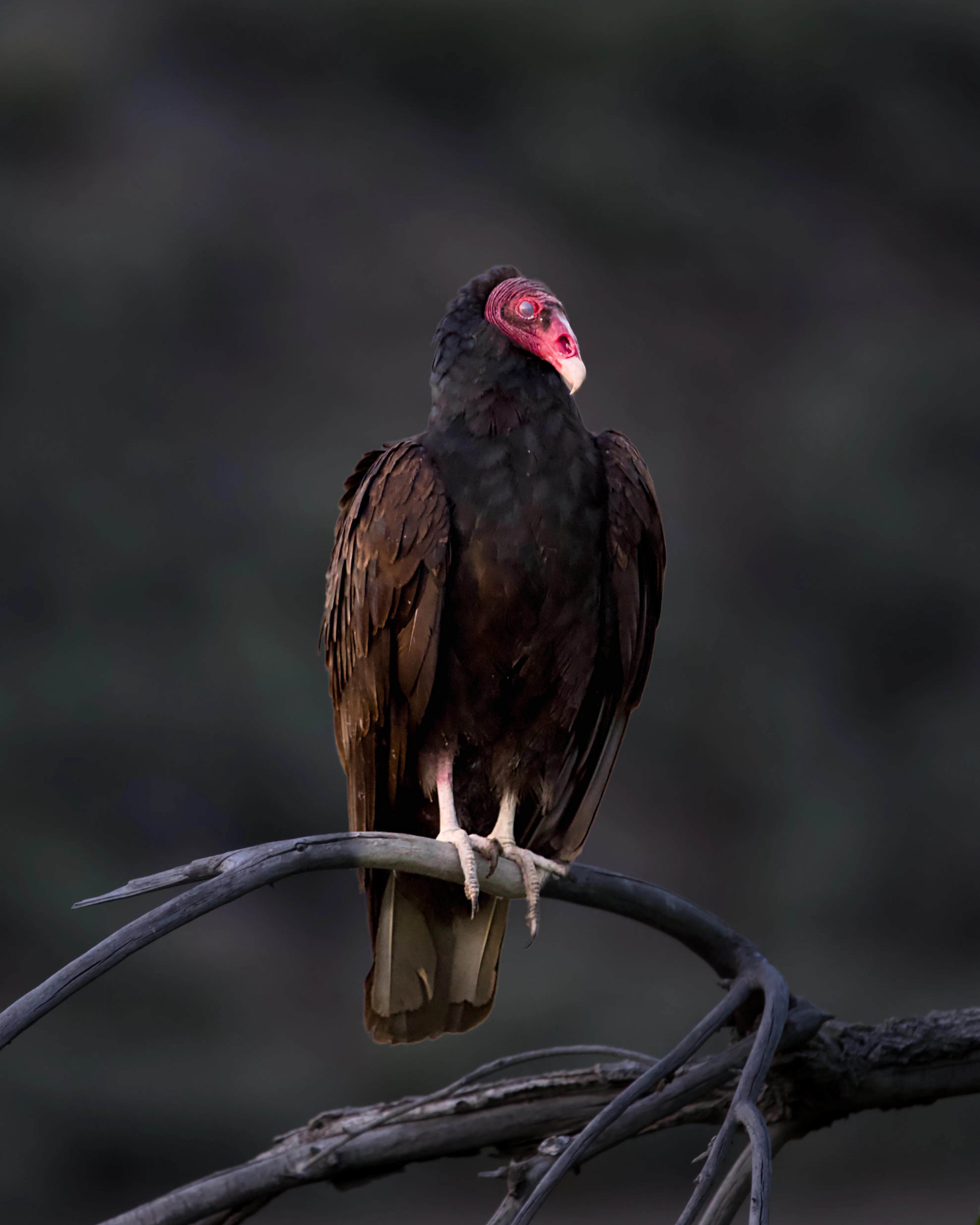 Turkey vulture with a red bare head perched on bare branches against a dark moody background
